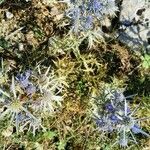 Eryngium amethystinum Blüte