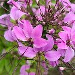 Cleome houtteana Flower