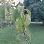 Prunus brigantina Blad