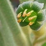 Anigozanthos flavidus Flower