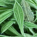 Stenotus acaulis Hoja