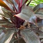 Cordyline fruticosa Flors