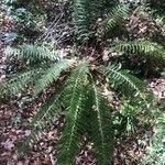 Polystichum aculeatumLeaf