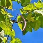 Catalpa ovata Owoc