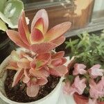 Crassula capitella ഇല