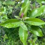 Santalum haleakalae Leaf