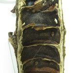 Cecropia obtusa autre