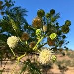 Leucaena leucocephalaFiore