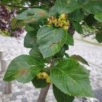 Crataegus persimilis Leaf