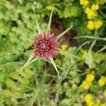 Tragopogon porrifolius Flower