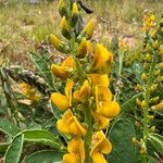 Crotalaria mitchellii Цветок