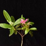 Rhododendron lepidotum Habit