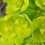 Euphorbia esula Kwiat