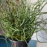 Juncus effusus برگ