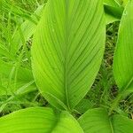 Curcuma longa Leaf