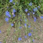 Cichorium intybusŽiedas