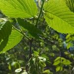 Ulmus rubra Leaf