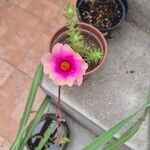 Portulaca pilosaBloem