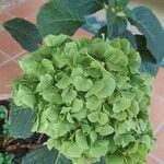 Hydrangea macrophyllaHoja