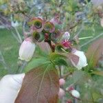 Vaccinium corymbosumЦвят