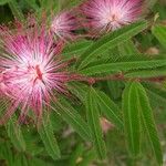 Calliandra surinamensis Blomst