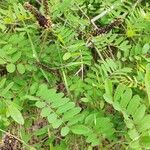 Amorpha fruticosaFlower