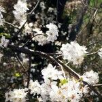 Prunus spinosa 花