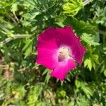 Callirhoe digitata Flower