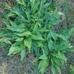 Bunias orientalis Leaf