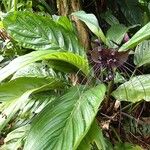 Tacca chantrieri Habit