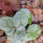 Salvia argentea Leaf