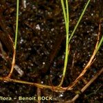 Carex chordorrhiza Rhisgl