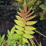 Sorbaria sorbifolia Blad