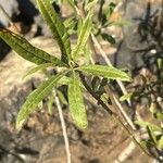 Convolvulus floridus Leaf