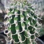 Euphorbia columnaris Bark