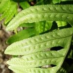 Polypodium cambricum Fuelha