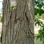 Carya ovata Bark