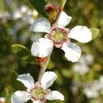 Leptospermum laevigatum Flower