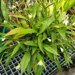 Sobralia fragrans 整株植物