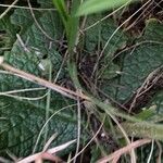 Crepis aurea Blad