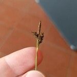 Carex umbrosa Květ