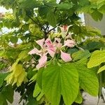 Bauhinia monandra Цвят