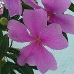 Tibouchina mutabilis Kvet