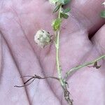 Trifolium tomentosum Характер
