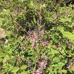 Indigofera tinctoria 葉