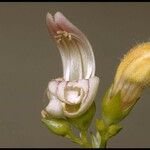 Keckiella breviflora Flower