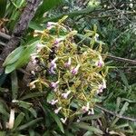 Epidendrum stamfordianum Kwiat
