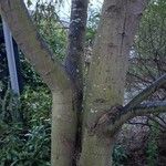 Sophora microphylla Corteza