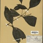 Coussarea longiflora Лист