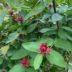 Calycanthus occidentalis Blomst
